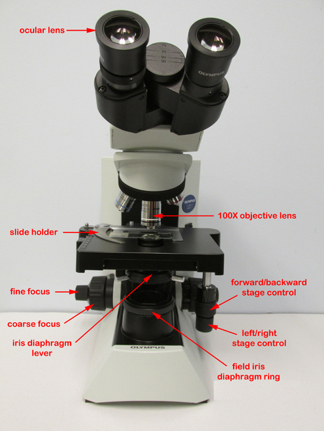 Photograph of the front view of an Olympus CX31 microscope with the parts labeled.